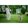 PetKit Go Free Dog Leash 4.5m White - pavadėlis augintiniui pigiau