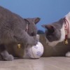Xiaomi Petoneer Smart Play Ball išmanusis kamuoliukas - žaislas katėms pigiau