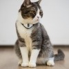 Cheerble KiTiDOT Laser Cat Collar - lazerinis kačių antkaklis pigiau