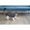 Cheerble KiTiDOT Laser Cat Collar - lazerinis kačių antkaklis pigu
