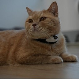 Cheerble KiTiDOT Laser Cat Collar - lazerinis kačių antkaklis lizingu