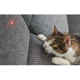 Xiaomi Petoneer Smart Laser Dot - išmanusis žaislas katėms - judantis lazerio taškas internetu
